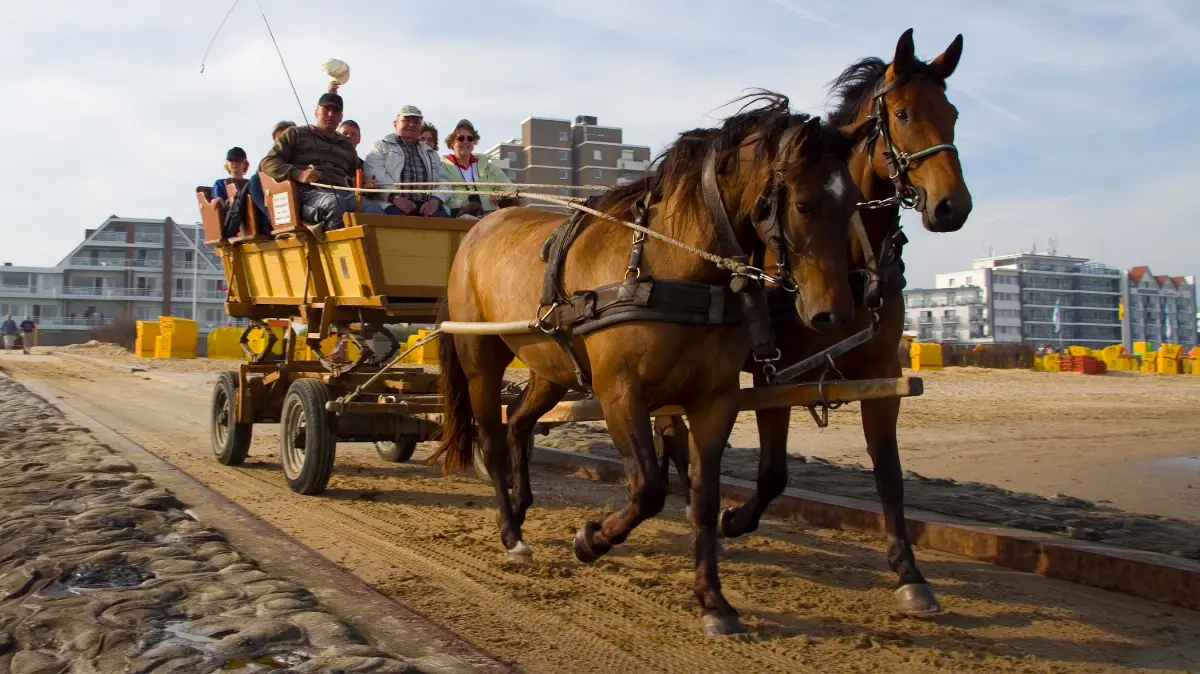 Wattwagenfahrt von Duhnen zur Insel Neuwerk