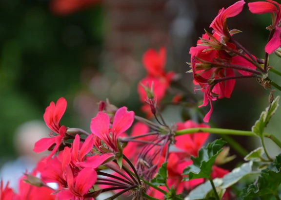 Schöne rote Blumen vor dem Hotel